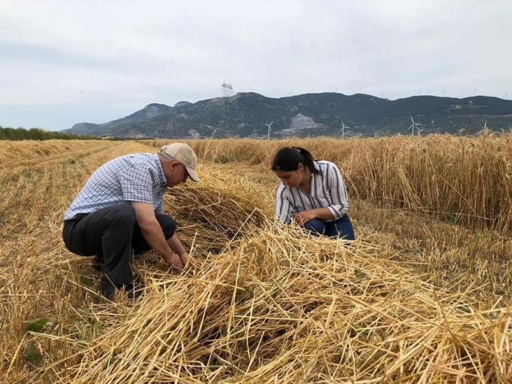 Söke Ovası’nda Buğday Kontrolleri