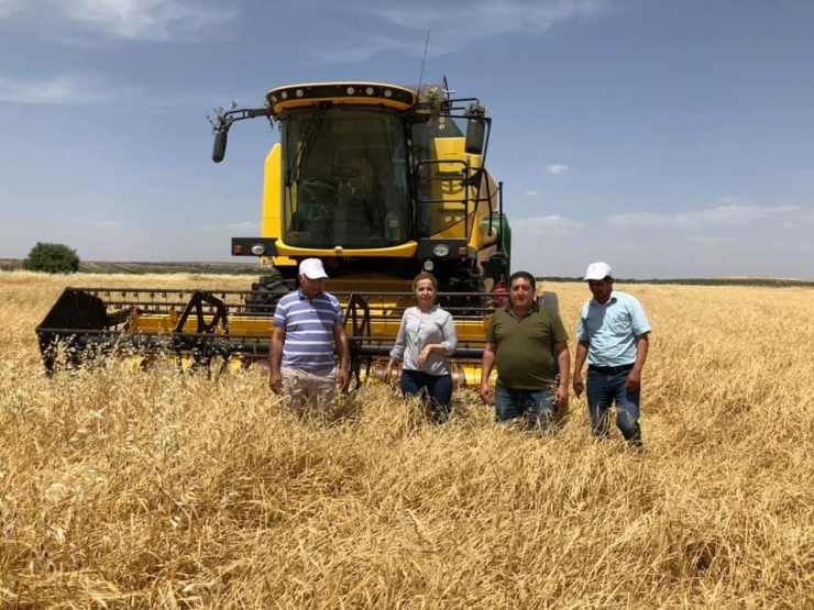 Kilis’te Hububat Hasadı Başladı