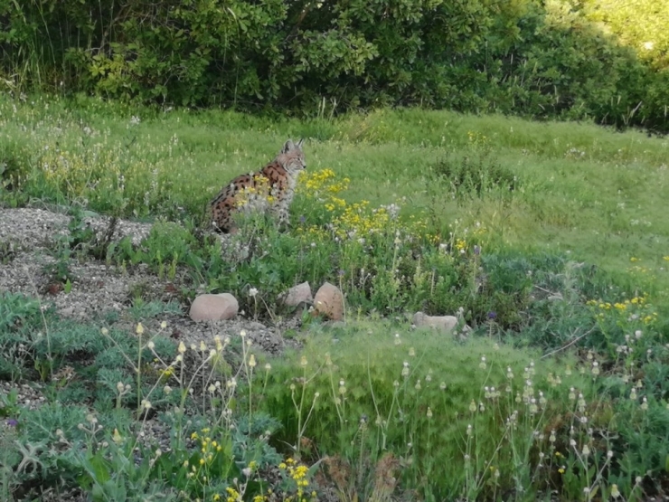 Köye Gelen "Vaşak" Yakından Görüntülendi