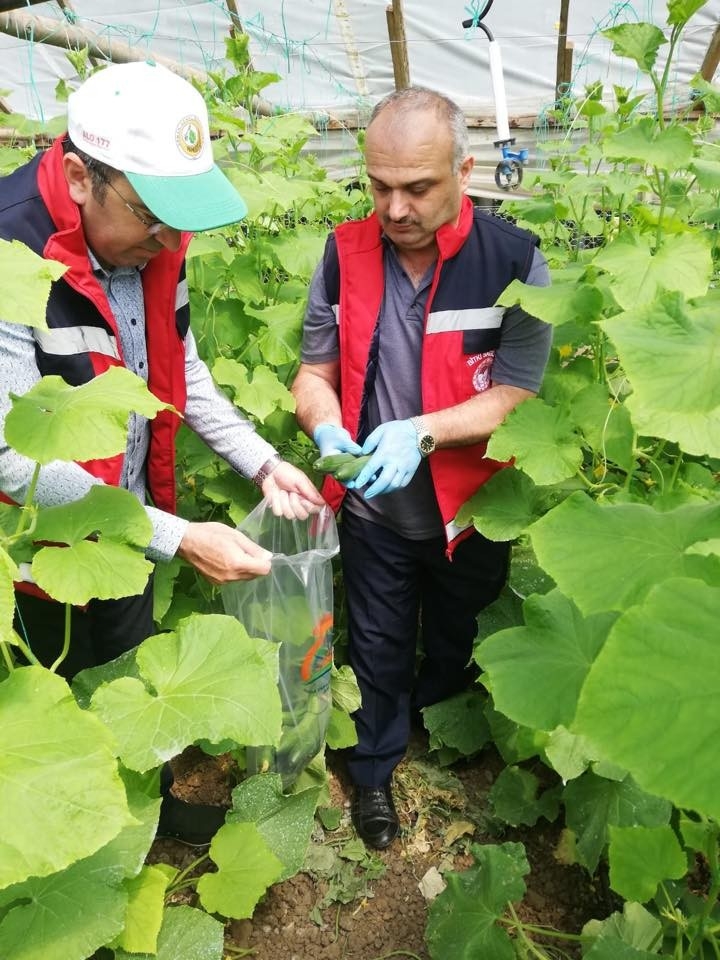 Hasat Öncesi Pestisit Denetimi