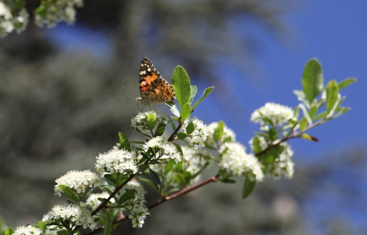 Elazığ’da Diken Kelebeği’nin Göçü