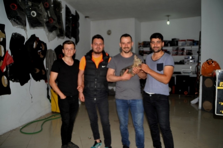 Vatandaşlar Yavru Karacaya Sahip Çıktı