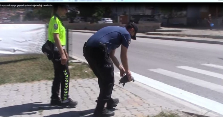 Yaya Geçidinden Karşıdan Karşıya Geçen Kaplumbağa Trafiği Durdurdu