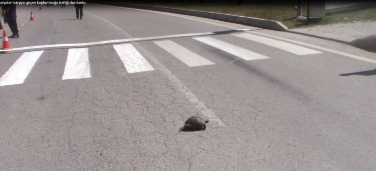 Yaya Geçidinden Karşıdan Karşıya Geçen Kaplumbağa Trafiği Durdurdu