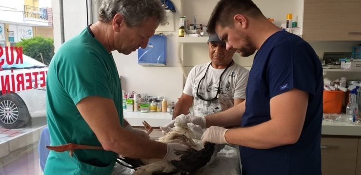 Çoban Tarafından Bulunan Yaralı Leylek Koruma Altına Alındı