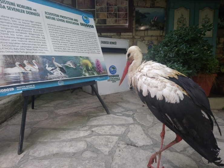 Çoban Tarafından Bulunan Yaralı Leylek Koruma Altına Alındı