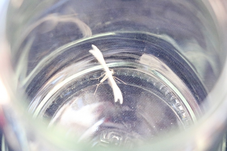 Lepidoptera Kelebeği Kahramanmaraş’ta Görüldü