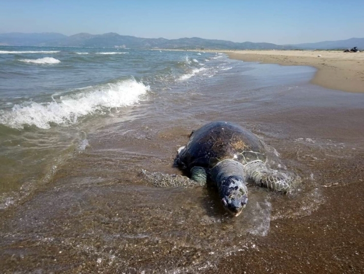 Ölü Yeşil Deniz Kaplumbağası Kıyıya Vurdu