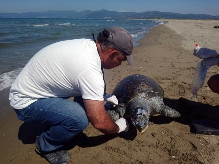 Ölü Yeşil Deniz Kaplumbağası Kıyıya Vurdu