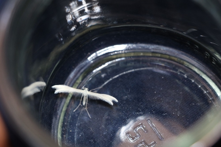 Lepidoptera Kelebeği Kahramanmaraş’ta Görüldü