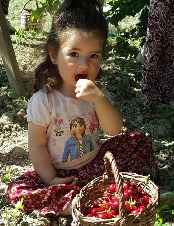 Kuşadası’nda 7 Yıl Aradan Sonra Kiraz Festivali Heyecanı