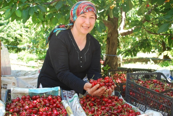 Tescilli Salihli Kirazı’nda Hasat Sevinci
