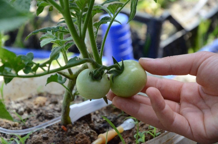 Öğrenciler Bu Okulda Tavuk Besliyor, Sebze Ve Meyve Yetiştiriyor