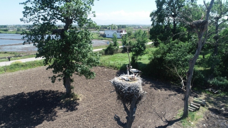 ’Leylek Köyü’nün Yeni Misafirleri Uçuşa Hazırlanıyor