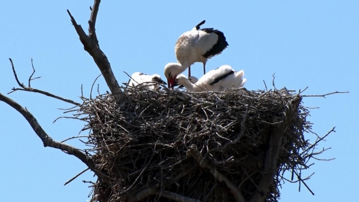 ’Leylek Köyü’nün Yeni Misafirleri Uçuşa Hazırlanıyor