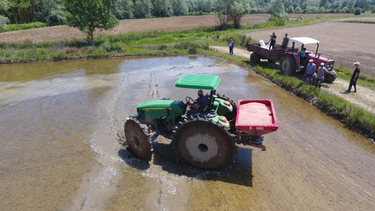 Türkiye’nin En Kuzeyinde Çeltik Ekimi Başladı