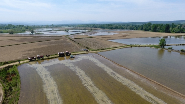 Türkiye’nin En Kuzeyinde Çeltik Ekimi Başladı