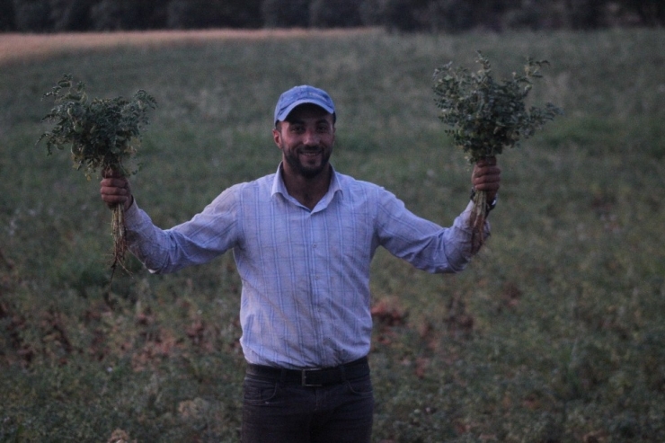 Hatay’da Yeşil Nohut Hasadı