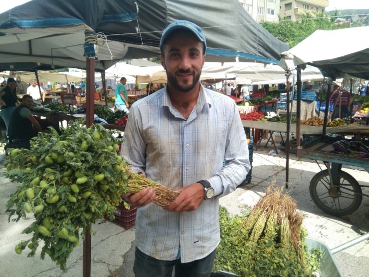 Hatay’da Yeşil Nohut Hasadı