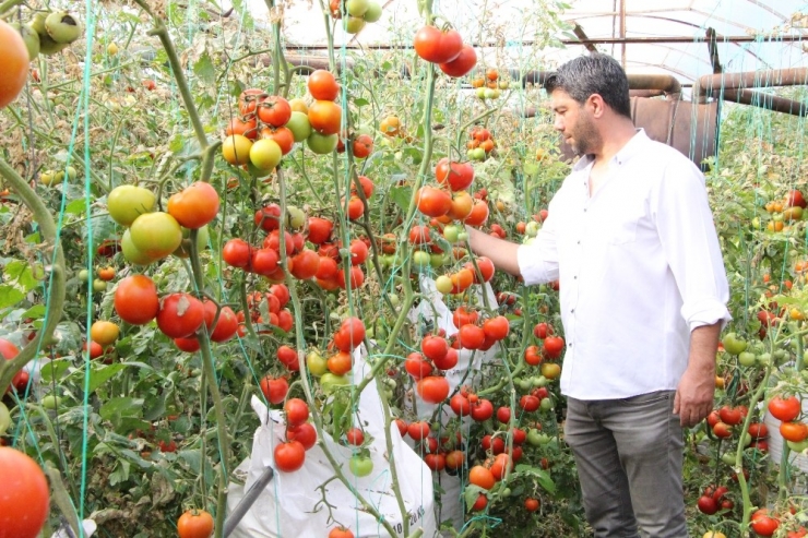 Serasında ‘Çuvalla’ Para Kazanan Elektronik Mühendisi Bu Kez Domatesle Gündemde