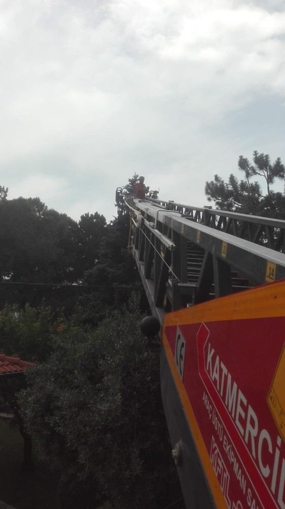 Köpek Korkusundan Ağaca Çıkan Kediyi İtfaiye Kurtardı