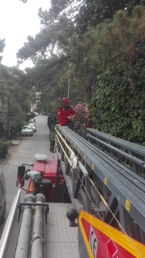 Köpek Korkusundan Ağaca Çıkan Kediyi İtfaiye Kurtardı