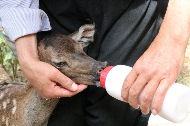 Annesinin Terk Ettiği Yavru Geyiğe Sahip Çıktılar