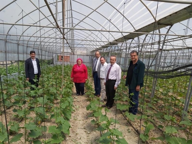 Trabzon’da Örtüaltı Üretimin Kalbi Akyazı