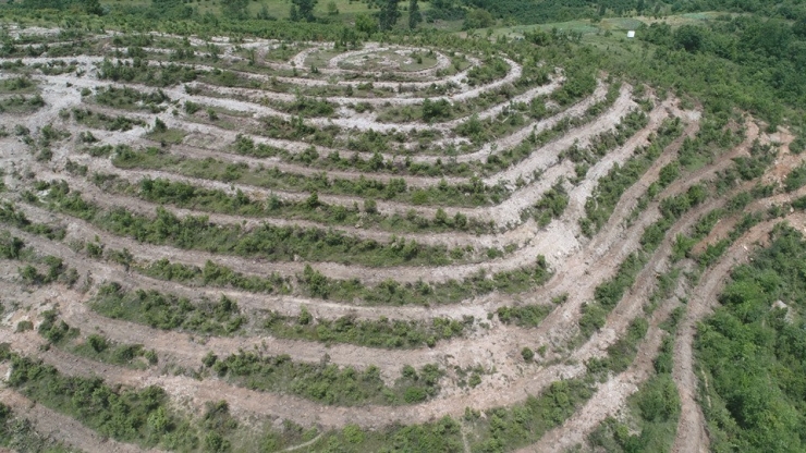 Bozuk Orman Arazisine Gelir Getirici Tür