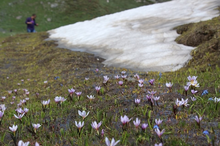 Terpink Yaylayasında Bahar