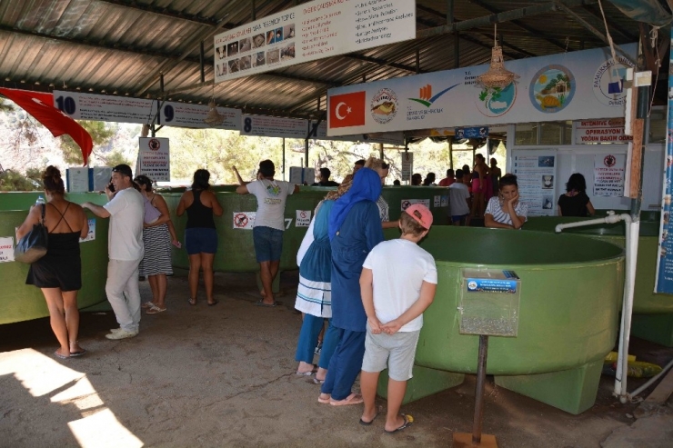 Deniz Kaplumbağalarını Kurtarma Merkezi Projesi Çevrecileri Endişelendirdi