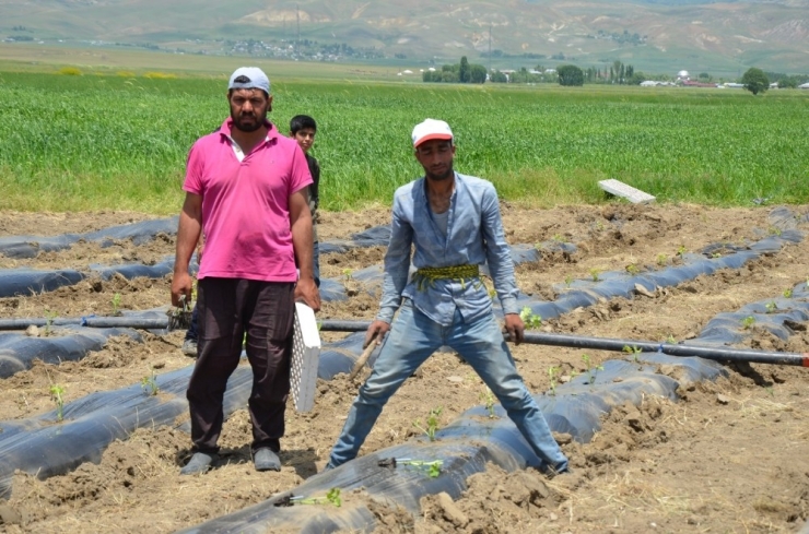 Karpuz Hasadı Bir Ay Erken Yapılacak