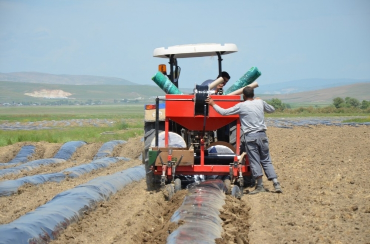 Karpuz Hasadı Bir Ay Erken Yapılacak