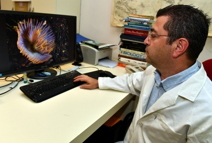 İzmir Körfezi’nde Boru Kurdu