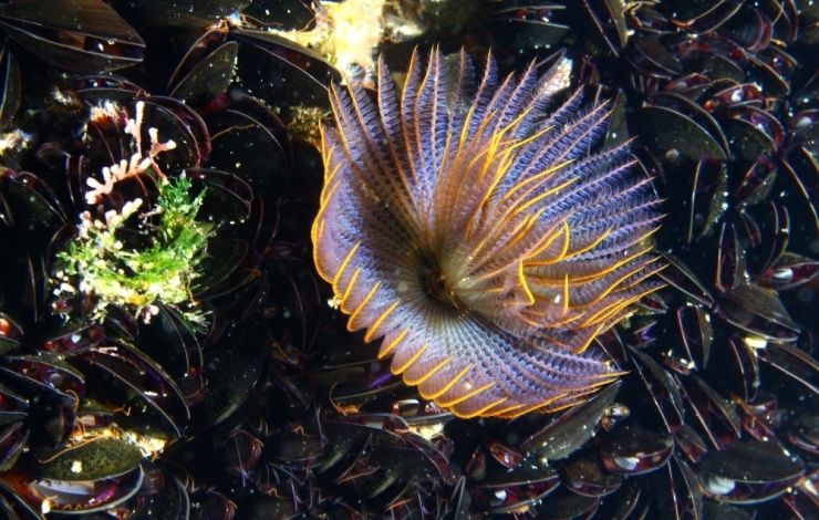 İzmir Körfezi’nde Boru Kurdu