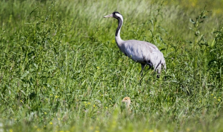 Nesli Tükenme Tehlikesi Altındaki Anadolu Dağ Turnası Görüntülendi