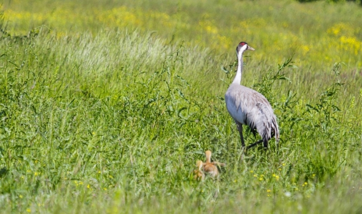 Nesli Tükenme Tehlikesi Altındaki Anadolu Dağ Turnası Görüntülendi