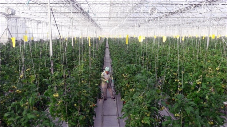 Teşvik Kapsamına Alınan Jeotermal Seracılık Sektörünün Yüzde 70 Büyümesi Bekleniyor