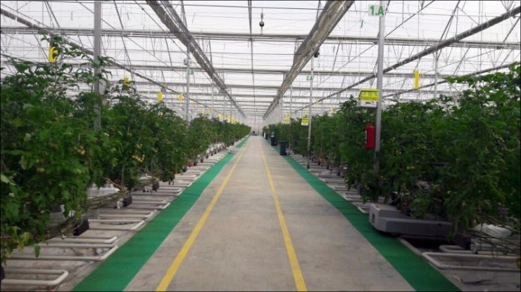 Teşvik Kapsamına Alınan Jeotermal Seracılık Sektörünün Yüzde 70 Büyümesi Bekleniyor