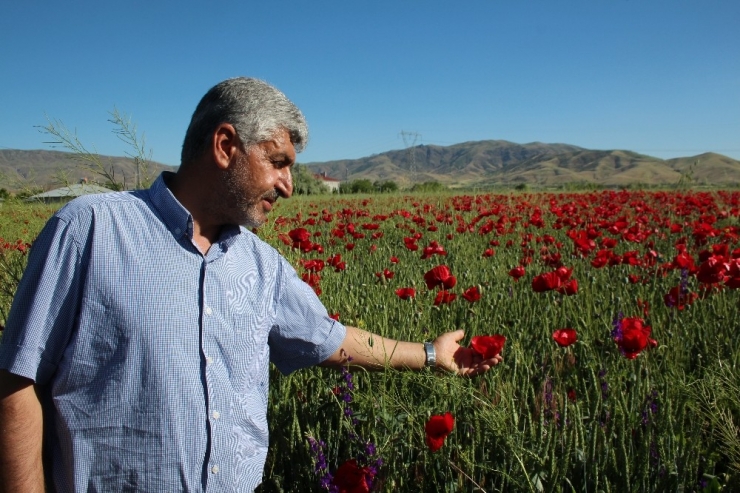 Kırmızı Görüntüsü İle Gelinciklerin Görsel Şöleni