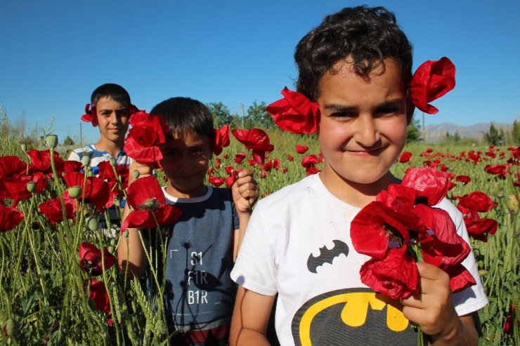 Kırmızı Görüntüsü İle Gelinciklerin Görsel Şöleni