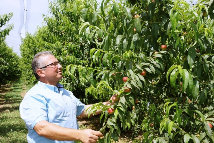 İnşaat Sektöründen Ayrıldı, Nektarin Bahçesi Kurdu