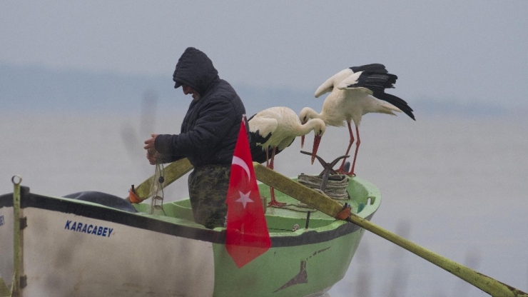 Adem Amca Ve Yaren Leylek Hikayesine Yeni Üye