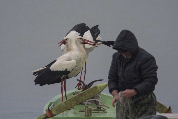 Adem Amca Ve Yaren Leylek Hikayesine Yeni Üye