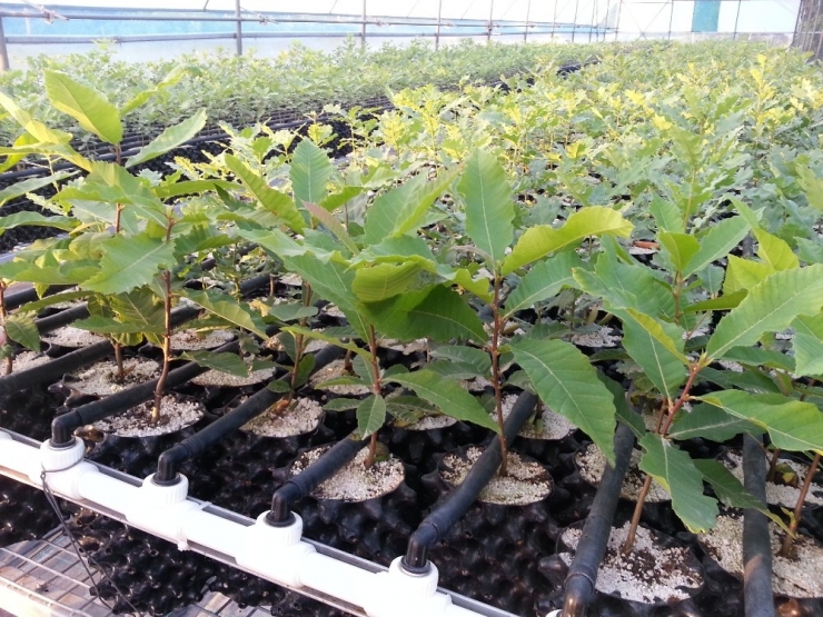 Trüf Mantarı İçin Hedef 350 Milyon Dolarlık Ticaret Hacmi