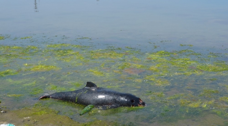 Zonguldak’ta 2 Ölü Yunus Sahile Vurdu