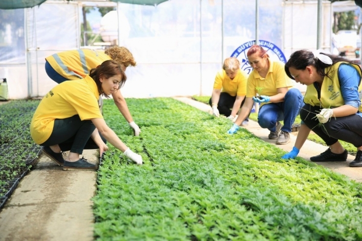 Aydın Çiçeklerle Güzelleşiyor