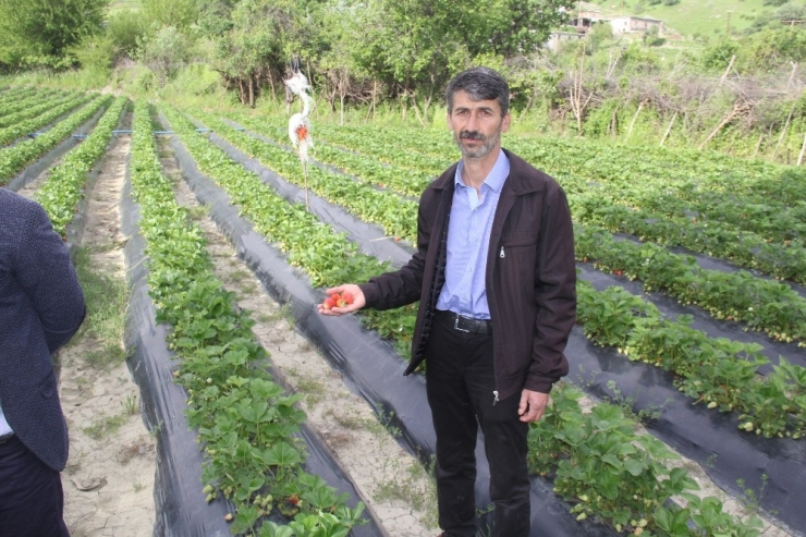 Çileği Küllenme Hastalığı Vurdu
