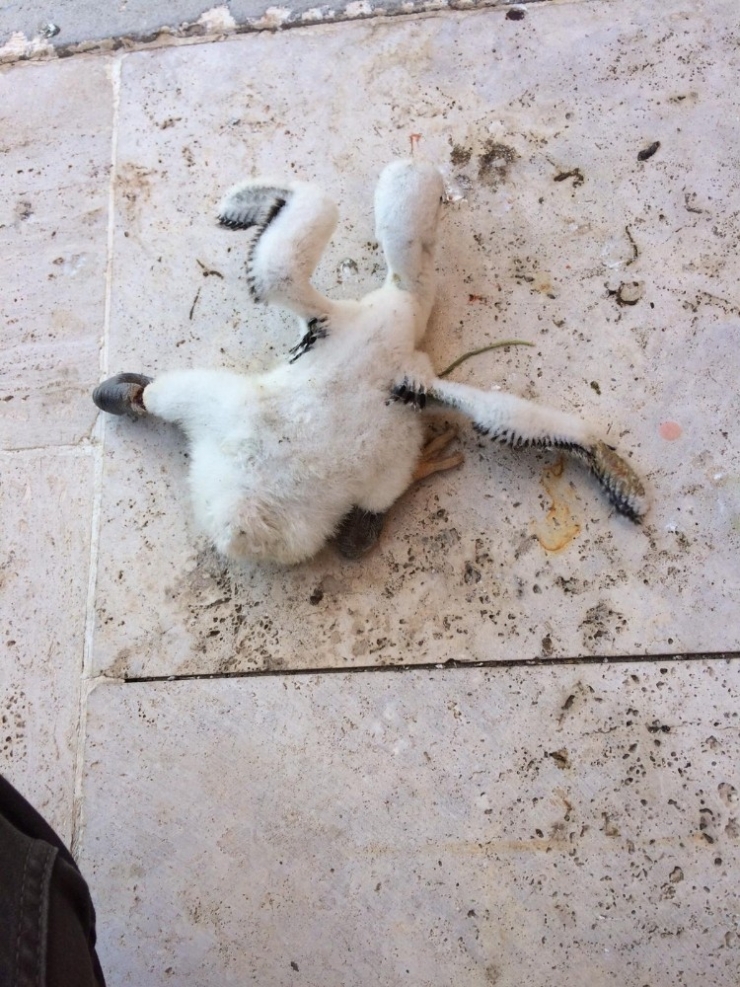 Elektrik Direğinde Asılı Kalan Leylek Yavrusu Böyle Kurtarıldı