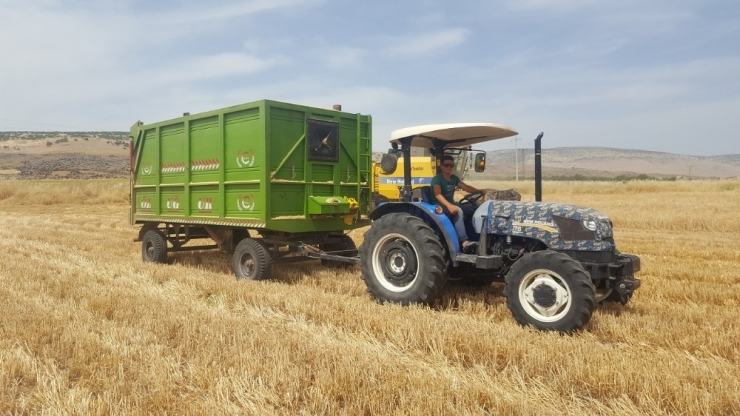 Arpa Ve Buğdayda Yüksek Rekolte Çiftçiyi Sevindirdi